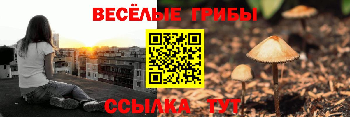 Псилоцибиновые грибы Psilocybe Магадан